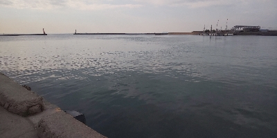 鯵、鰯の了型が未だ沸いてます。