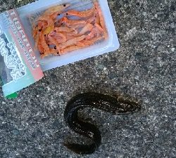 今日もチョイ投げ