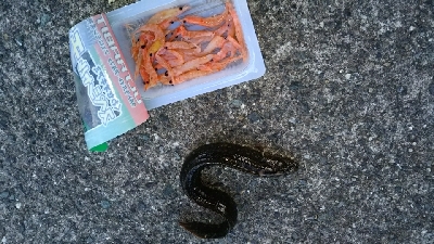 今日もチョイ投げ