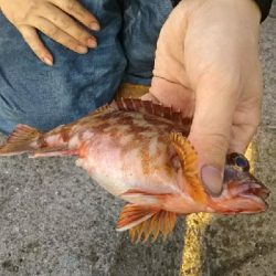 寒いけどガシラ釣り