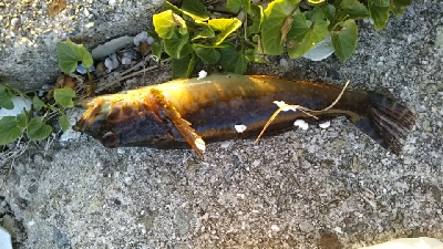 黒潮市場ついでに