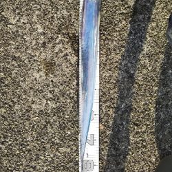 ムコイチドラゴン確保