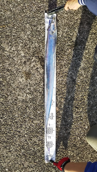 ムコイチドラゴン確保