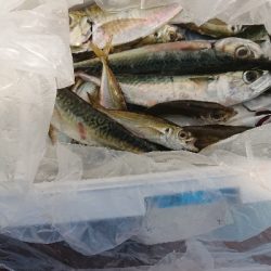 泳がせ釣りで大物狙い！