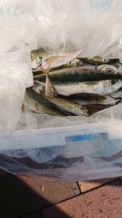 泳がせ釣りで大物狙い！