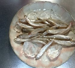 東条湖のワカサギ