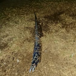 釣り部  釣行記  23