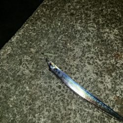 釣り部  釣行記  24