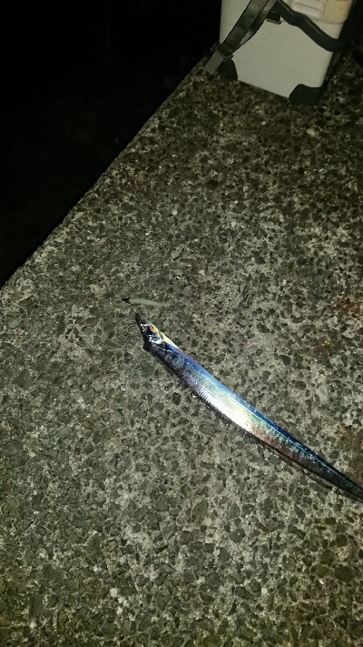 釣り部  釣行記  24