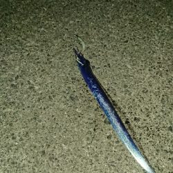 釣り部 釣行記 25