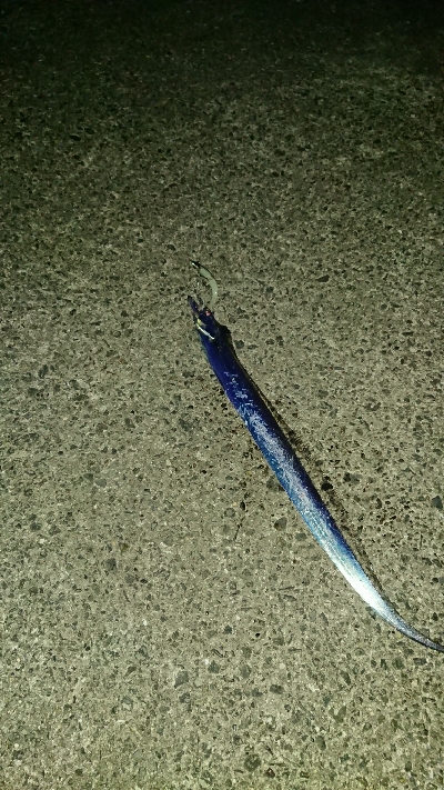 釣り部  釣行記  25