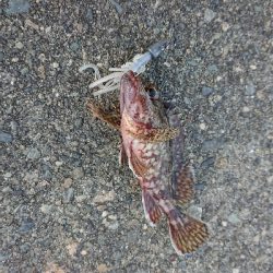 人生2度目のフカセ釣り