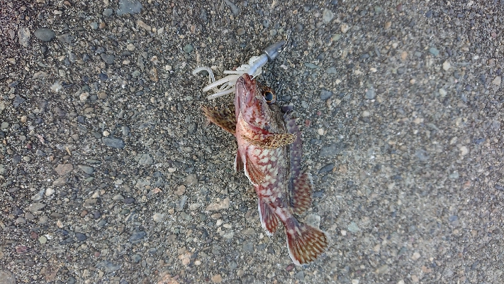 人生2度目のフカセ釣り