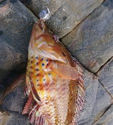 ロックフィッシュゲームのつもりが