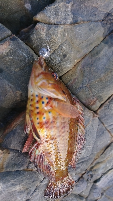 ロックフィッシュゲームのつもりが