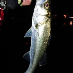 ナイスファイト！