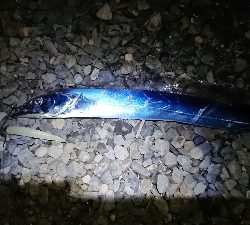 エギング ルアー