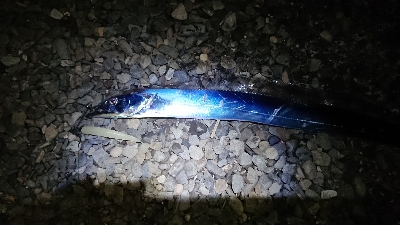 エギング ルアー