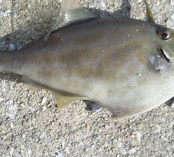 五目達成ならず