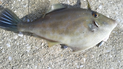 五目達成ならず