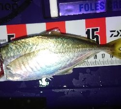 ヒラメヂューン