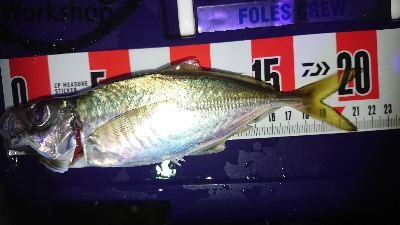 ヒラメヂューン