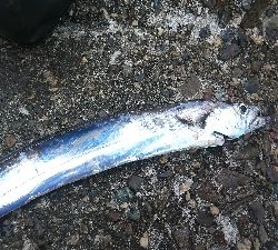 タチウオしか釣れない
