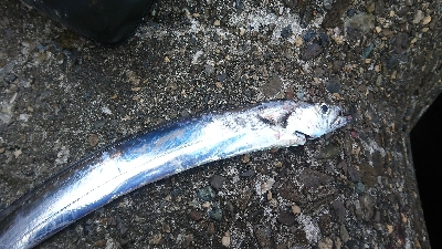 タチウオしか釣れない
