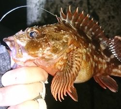 釣れないときはガッシー