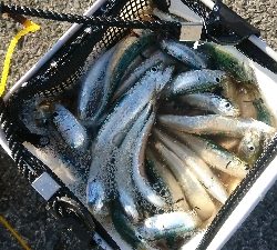 サビキ大漁