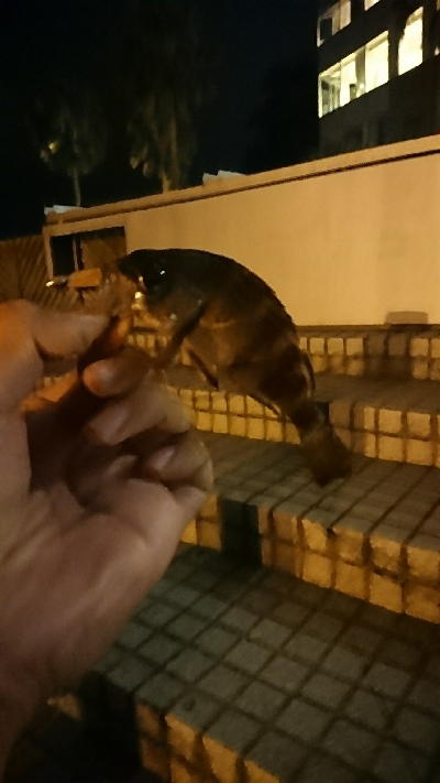 メバリング ちっこいのばっか