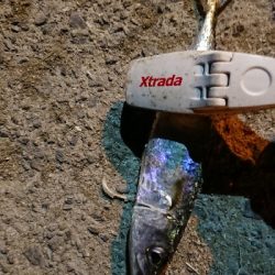 アジングのつもり