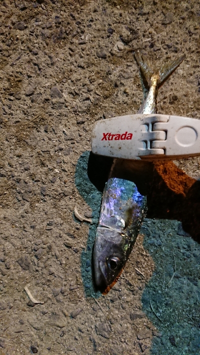 アジングのつもり