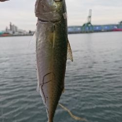 近所の河口にて