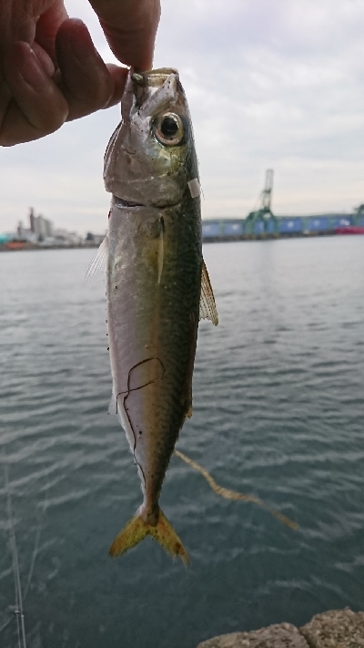 近所の河口にて
