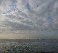 サゴシまだまだ