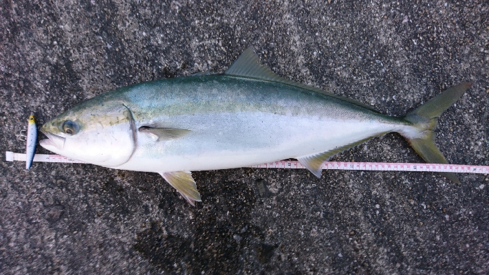 久しぶりの引き