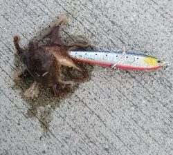 サゴシは裏切らない