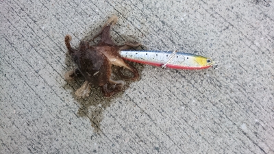 サゴシは裏切らない