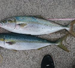 今年はまだまだ