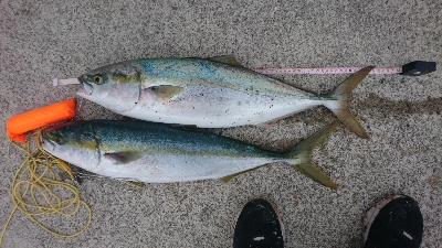 今年はまだまだ