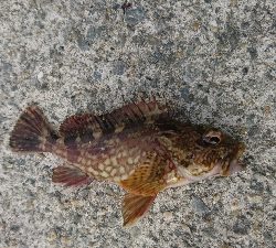 久しぶりのメバリング