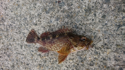 久しぶりのメバリング