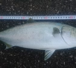 由良半島でライトショアジギング