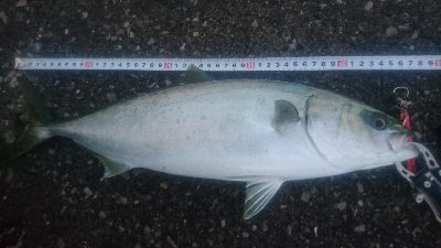 由良半島でライトショアジギング