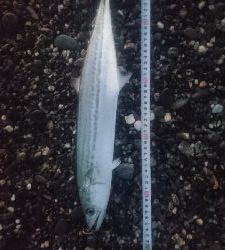 仁淀川河口サーフ ショアジギング