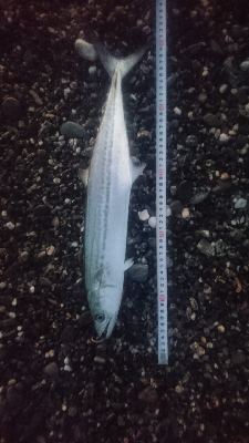 仁淀川河口サーフ ショアジギング