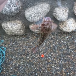 初心者にサビキ