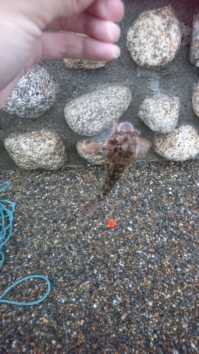 初心者にサビキ