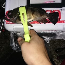 アジ、サバ、メバル